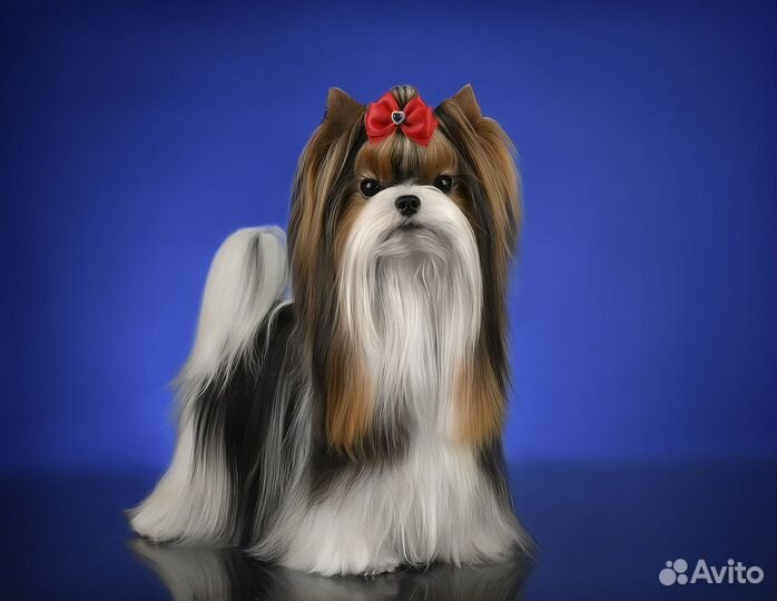 Вязка кобель 2 кг. Опытный красавец