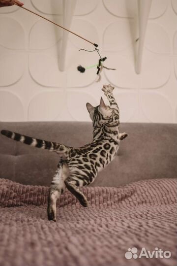 Бенгальская девочка, серебро