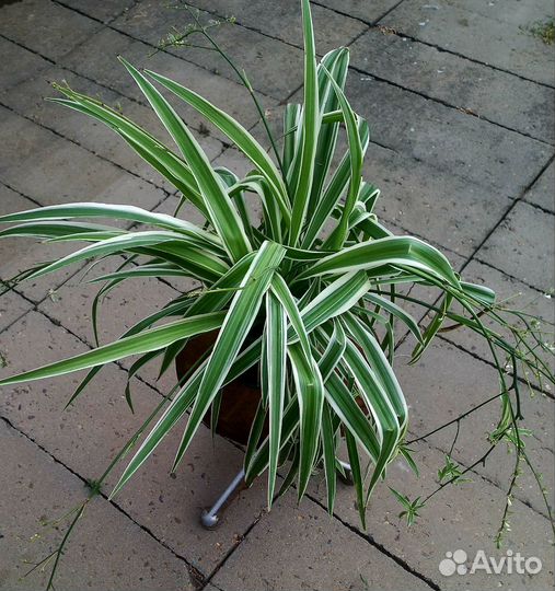 Комнатные цветы: фикусы, хлорофитумы, толстянка