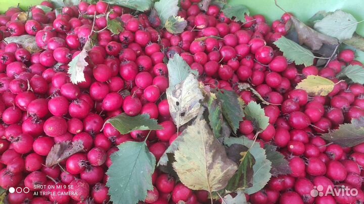 Боярка - саженцы