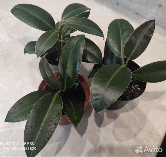 Фикус Мелани комнатные цветы