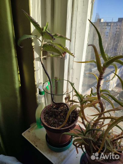 Алоэ, каланхоэ