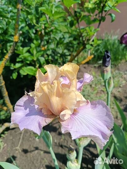 Ирис 2 часть