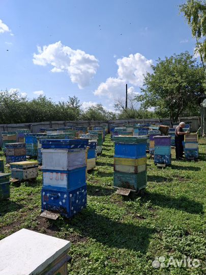 Пчелосемьи