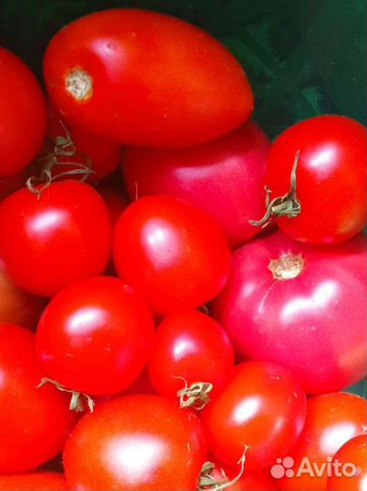 Помидоры свежие домашние