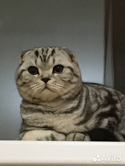 Шотландская вислоухая,кот на вязку