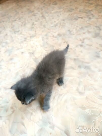 Котёнок мальчик