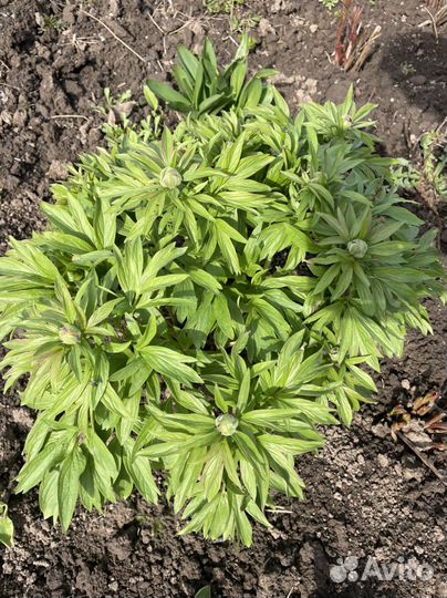 Пионы ранние, кавказкие, древовидные и др