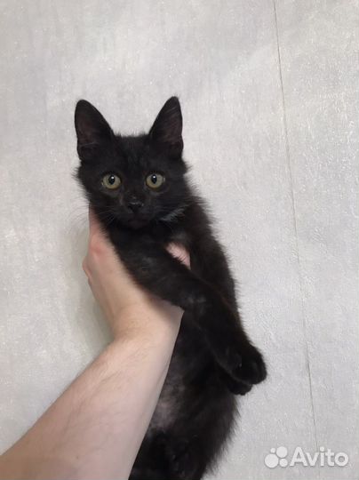Котенок черный