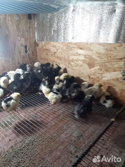 Цыплята суточные