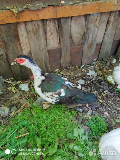 Утята стар 53