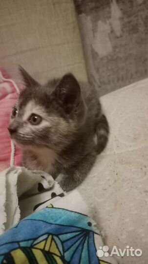 Отдам в добрые руки кошку маленькую