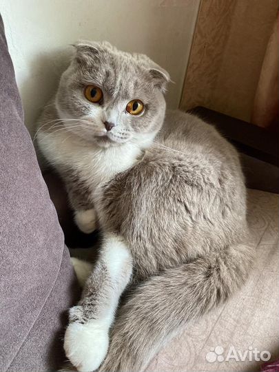 Британский вислоухий