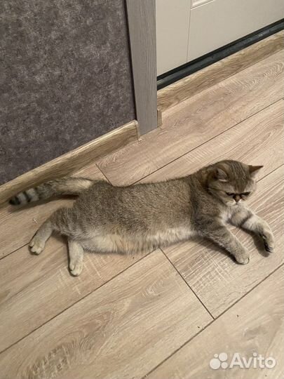 Британская кошка бесплатно