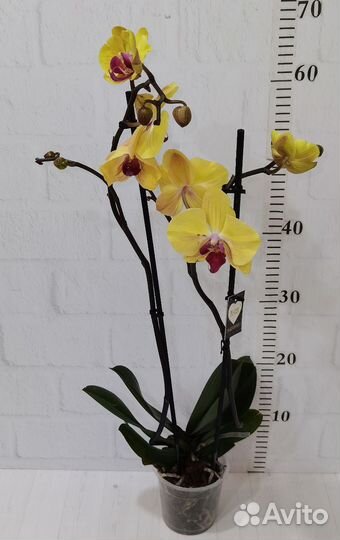 Азиат, Орхидея Sin-Yaun Golden Beauty 