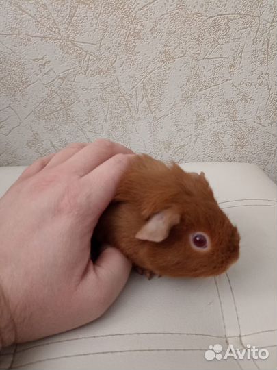 Морская свинка девочка 1.5 панда американский селф