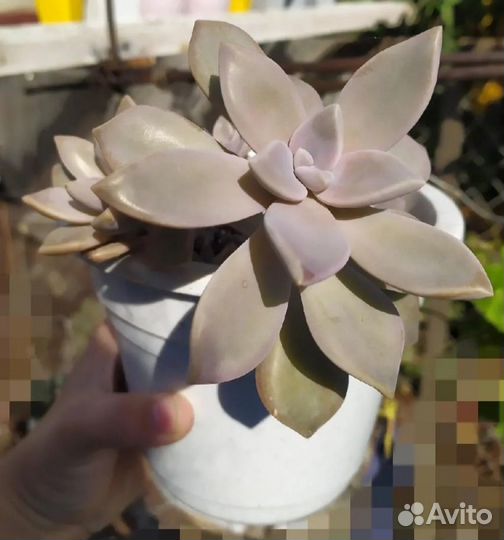 Набор суккулентов для минисадика