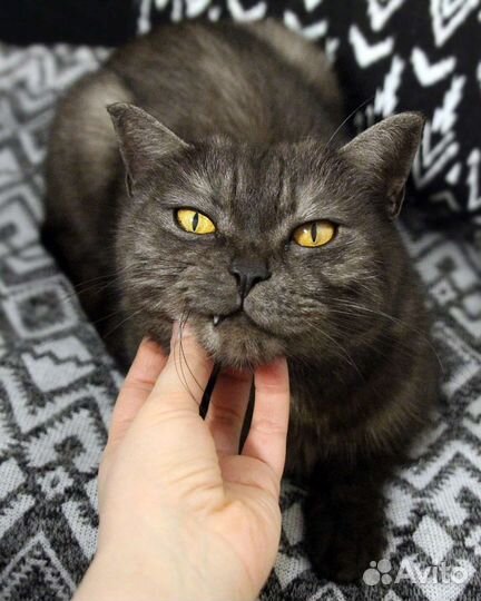 Морфеус в поиске апартаментов :)