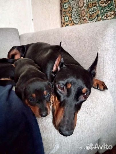 Немецкий пинчер щенки