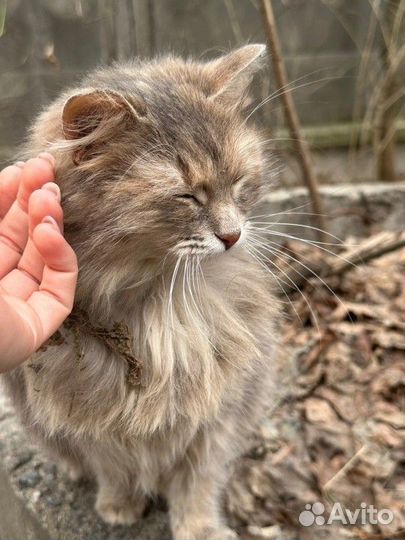 Пушистая кошка