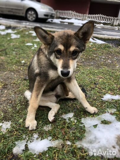 Собака в добрые руки