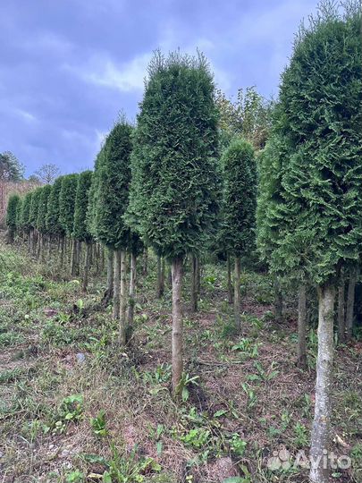 Туя колумна на штамбе 3м Эксклюзив цена за дерево