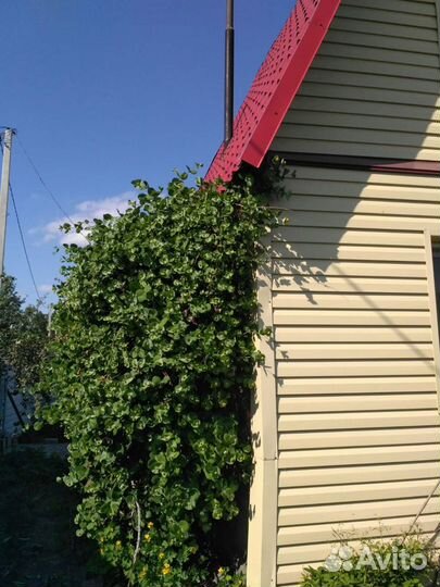 Многолетняя лиана