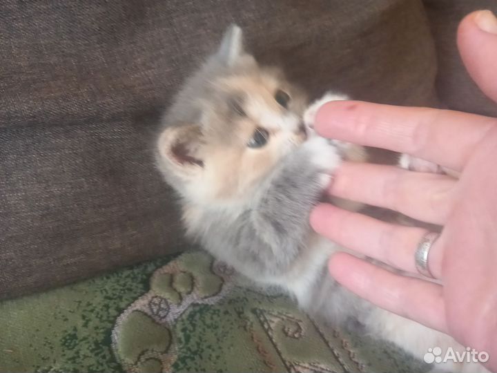 Британские котята