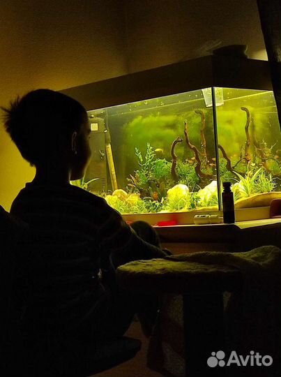 Запуск и обслуживание аквариума