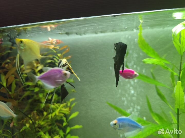 Аквариум 140л