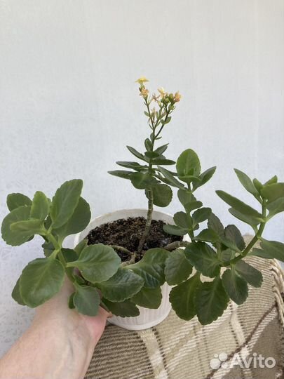 Каланхоэ желтый, Колеусы