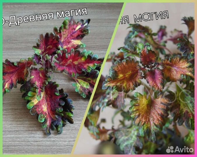 Колеусы вегетативные