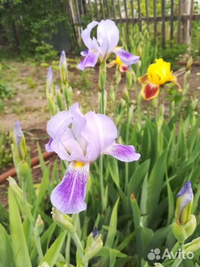 Ирис