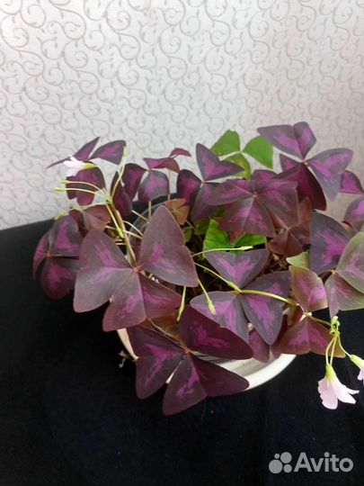 Кислица оксалис