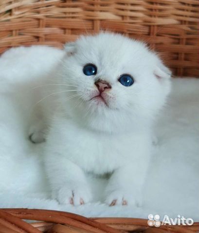 Серебристая шиншилла вислоушки