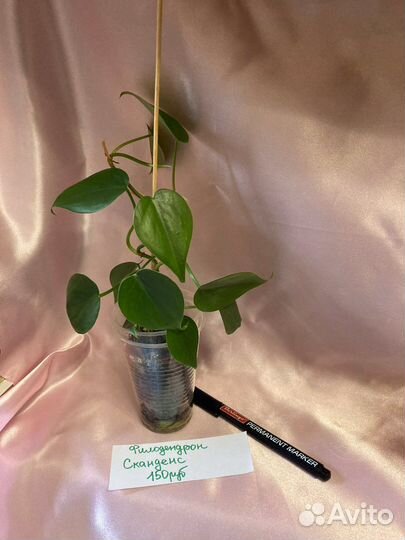 Филодендроны