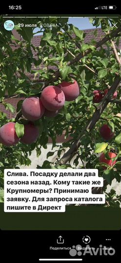 Элитные сорта груши