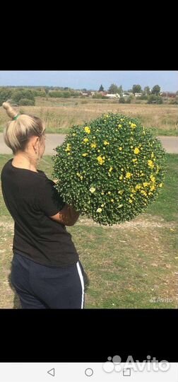 Хризантема мультифлора