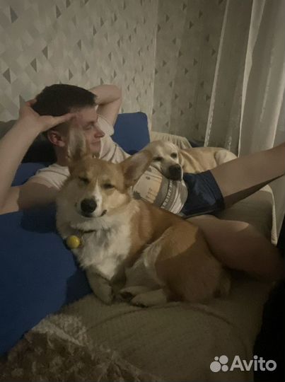 Передержка, выгул собак, кинолог