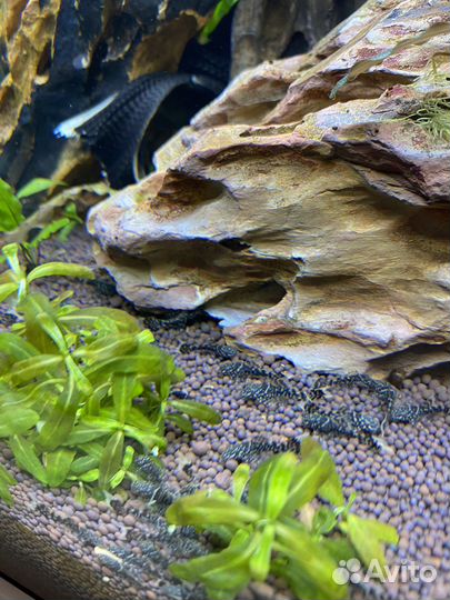 Анциструс вуалевый мальки