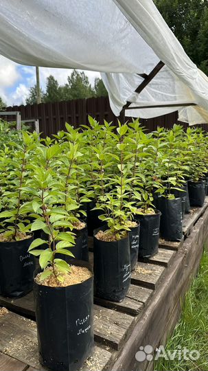 Саженцы гортензии метельчатой Полярный мишка