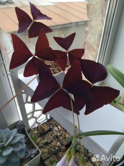 Кислица оксалис