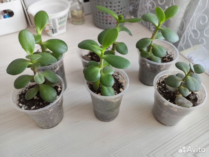 Денежное дерево толстянка