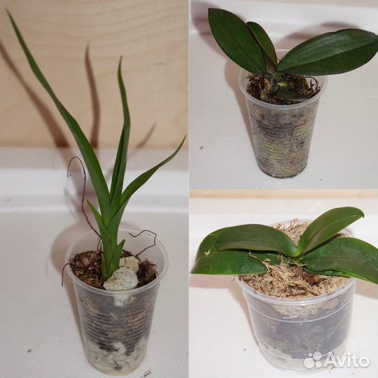 Домашние цветы побеги бесплатно