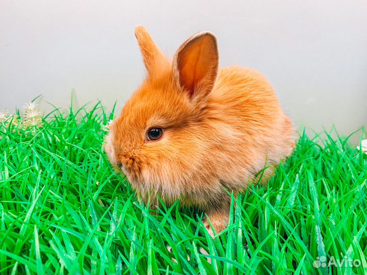 Мини карликовый кролик