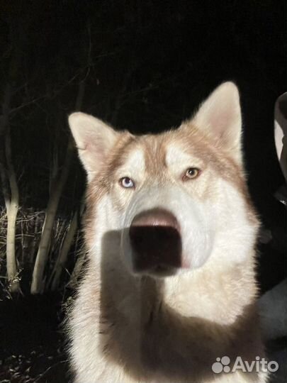 Хаски найден в гаражах на Рейде Правдинск