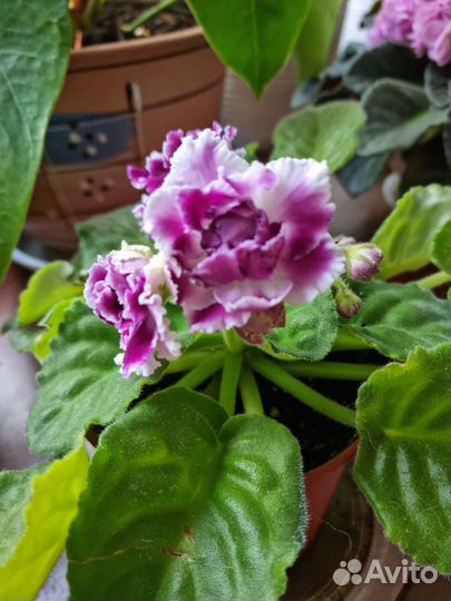 Фиалка сортовая 