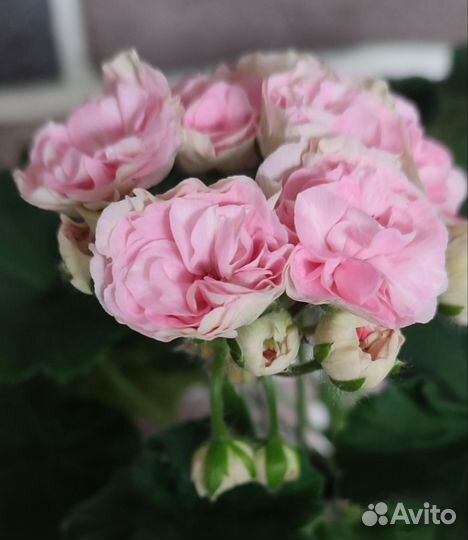 Пеларгония герань юв- Даная