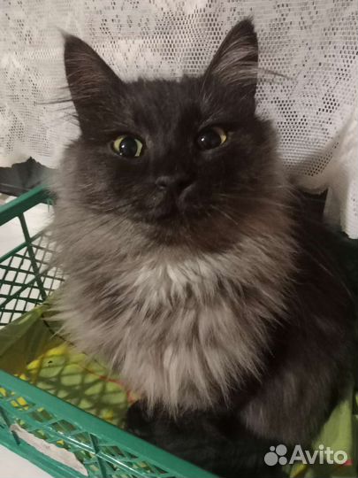 Кошка в дар