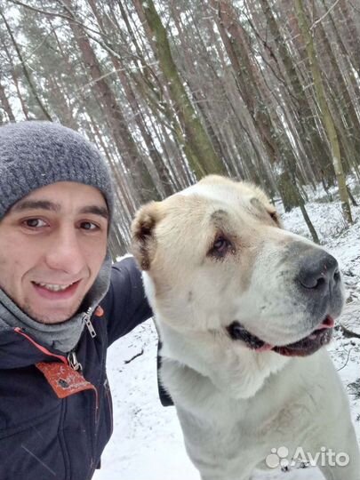 Выгул собак, догситер,зоо няня